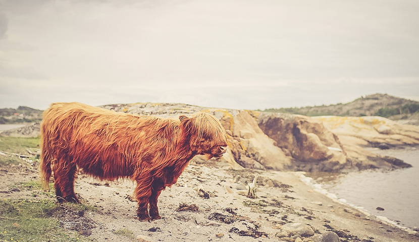ddos压力测试网页端